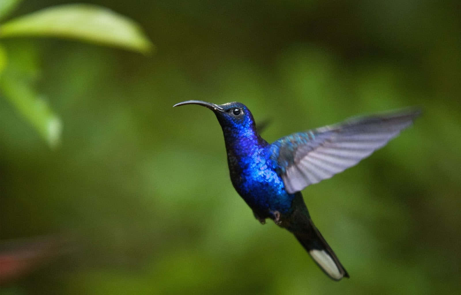 En smuk kvindelig kolibri holder et øjeblik pause og nyder sine omgivelser.