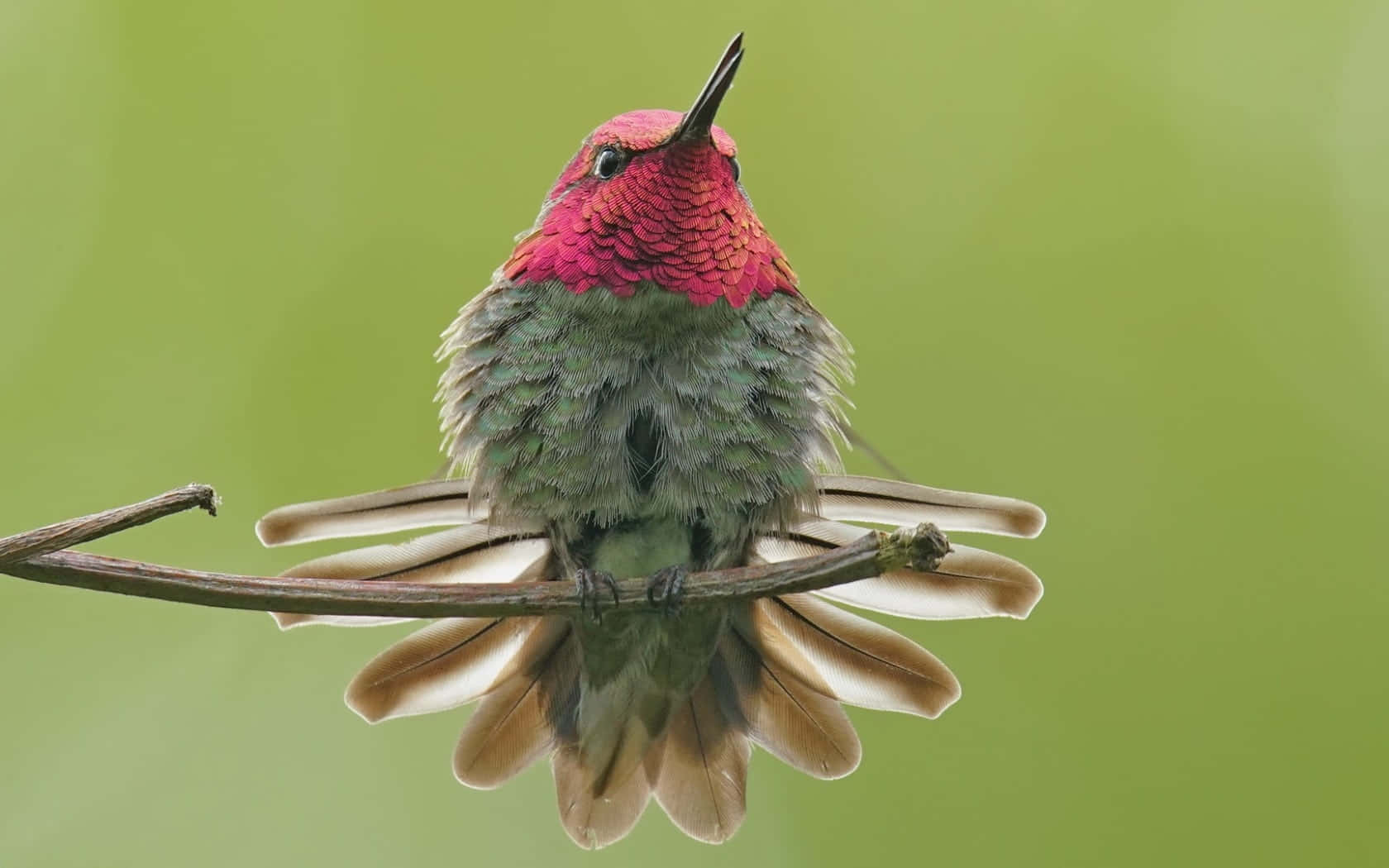 En Kvindelig Kolibri, der fodrer sig med Nektar