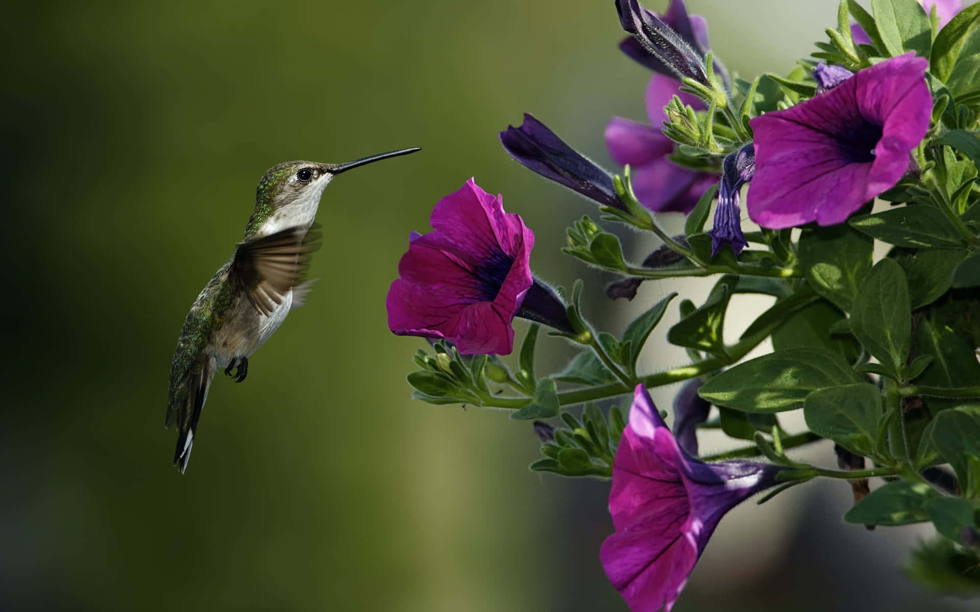 "A female hummingbird gracefully in flight."