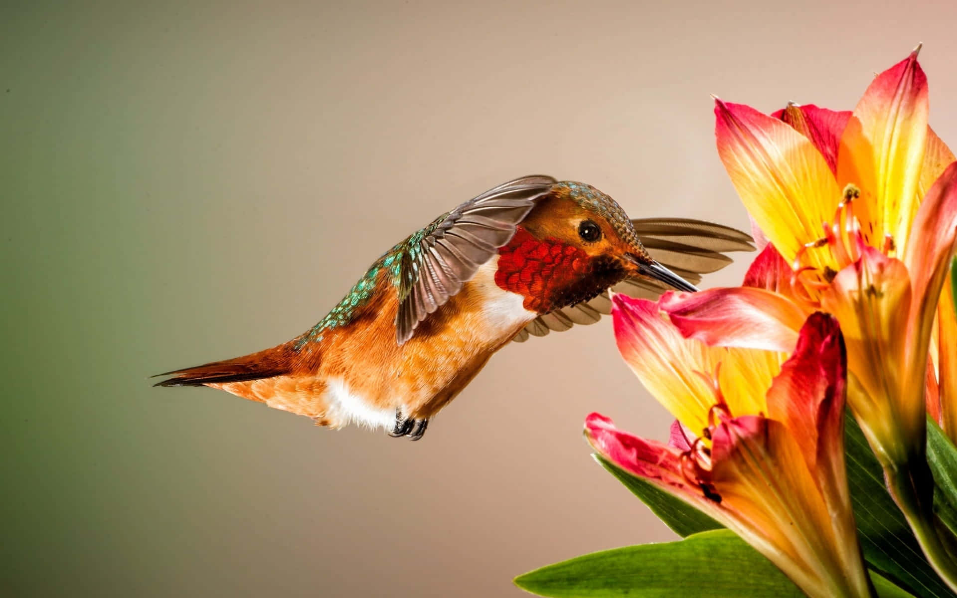 A female hummingbird perching atop a rose.