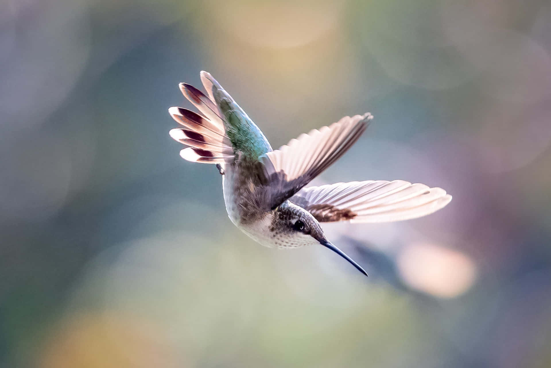 A female hummingbird in mid-flight