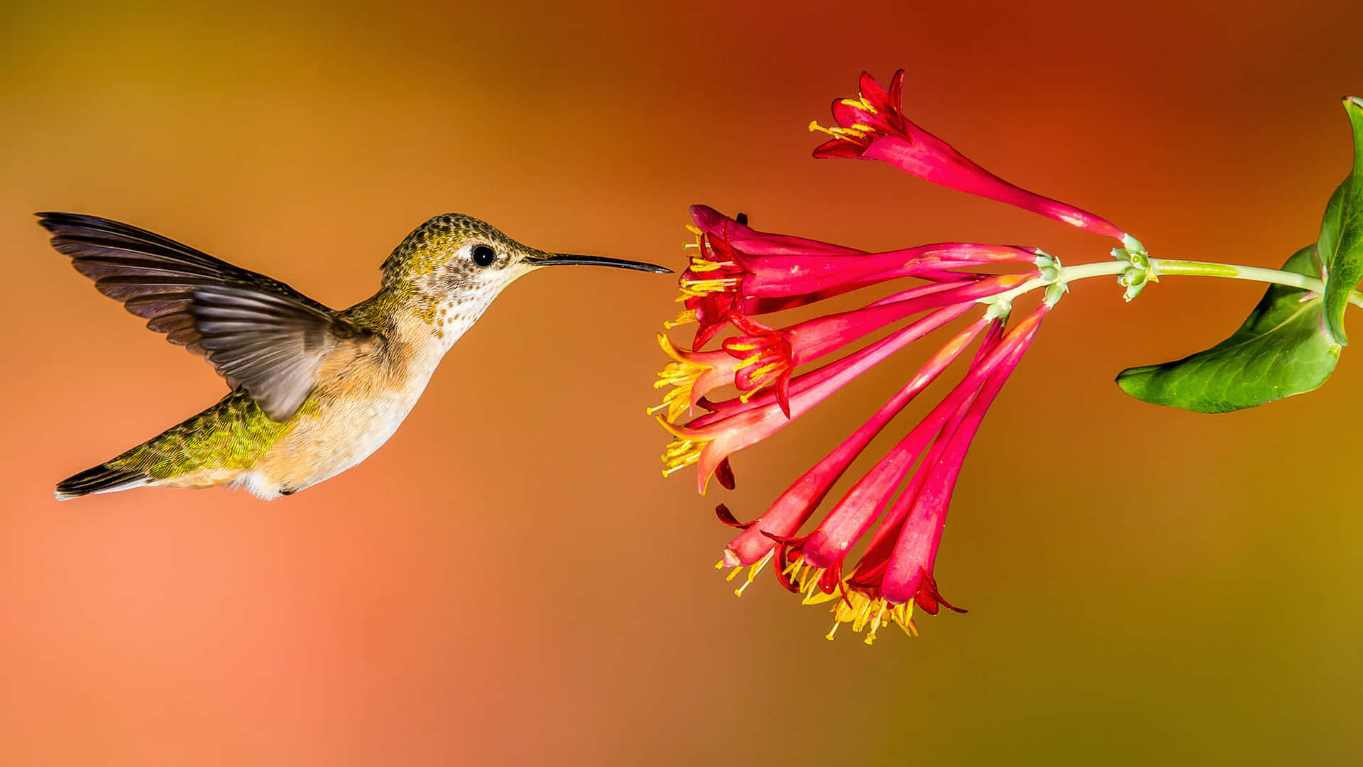 A female hummingbird feeding on nectar