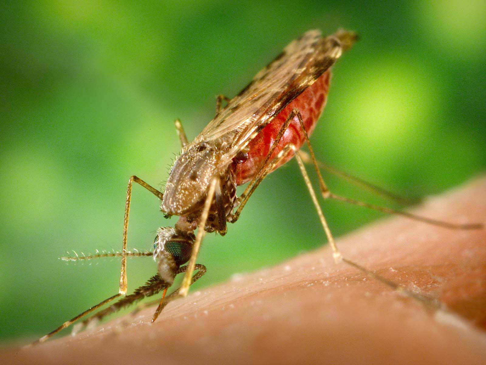 Female Marsh Mosquito Wallpaper