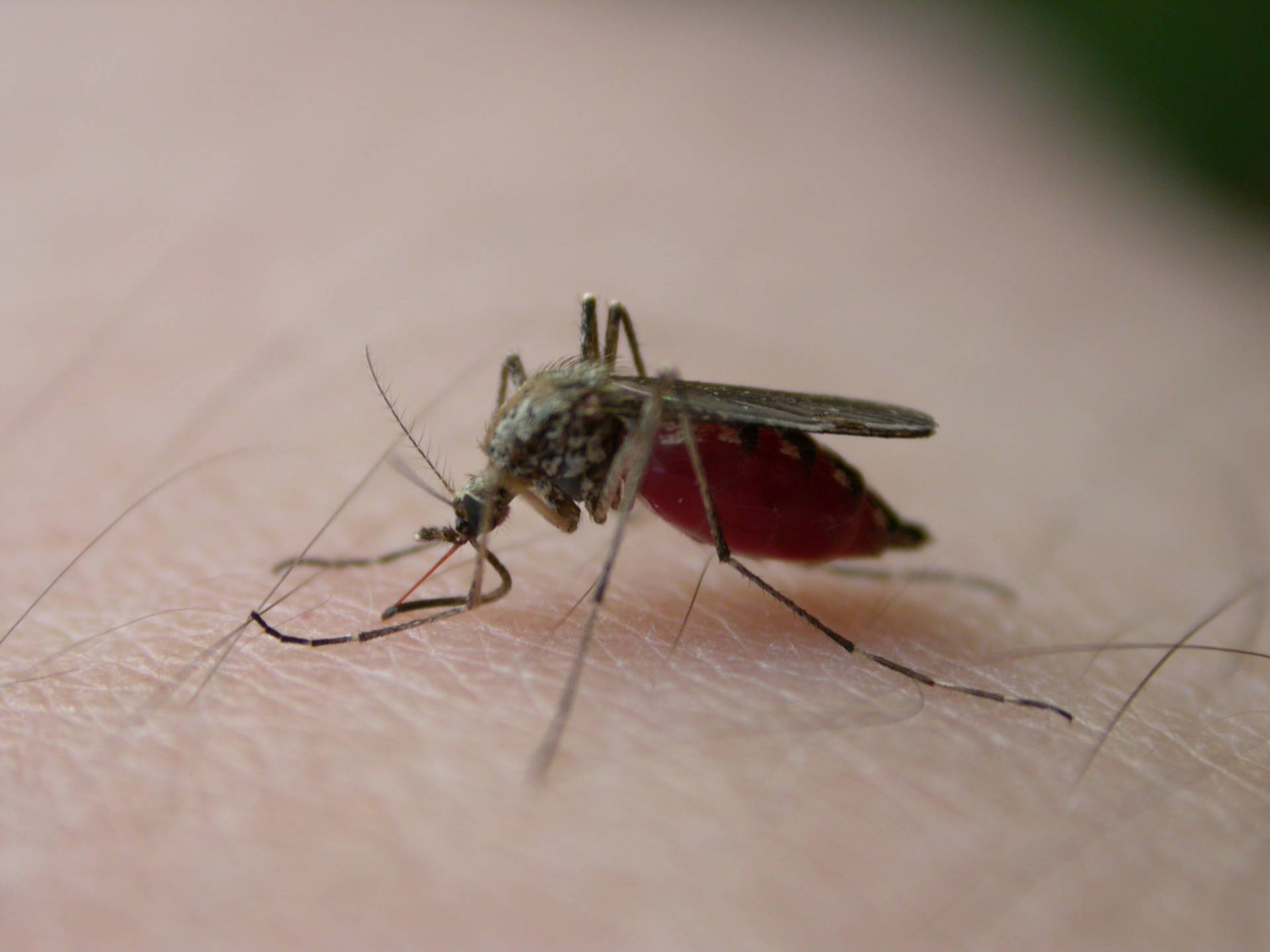Female Mosquito Feeding On Blood Wallpaper
