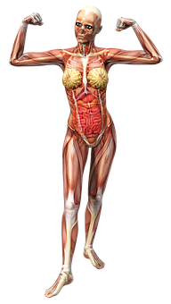 Female_ Muscular_ System_ Pose PNG