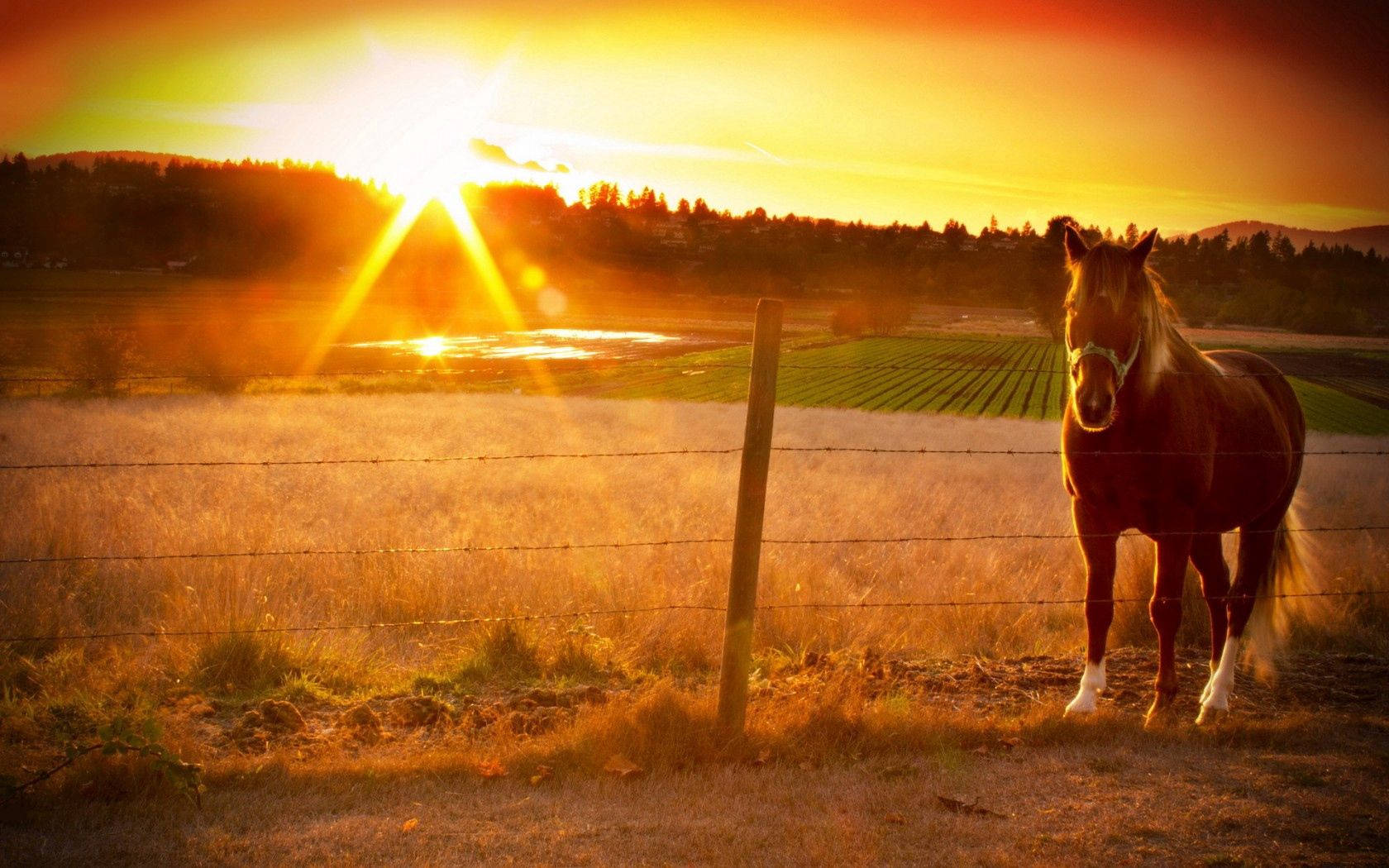 A horse in peaceful serenity as the sun sets. Wallpaper
