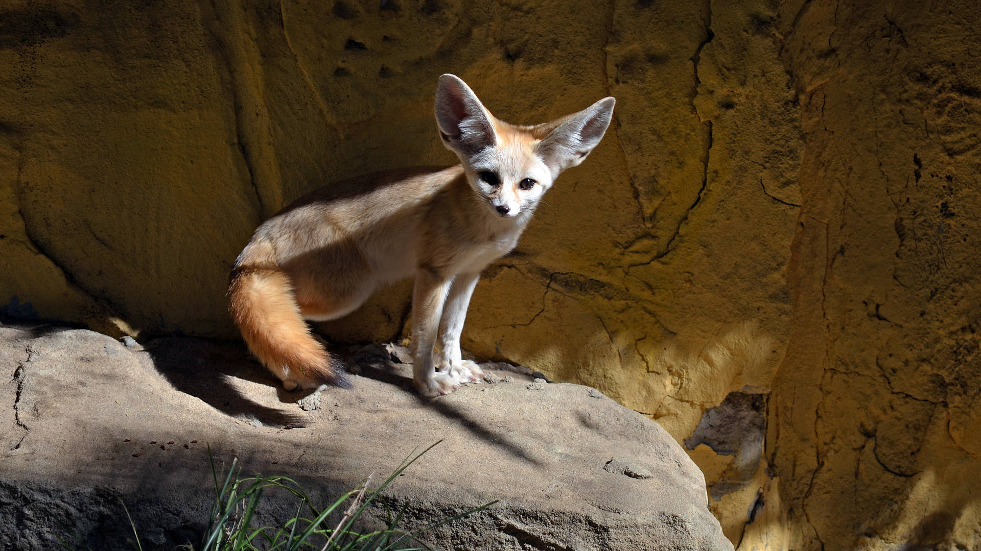 Fennec Fox Animal Wallpapers  Top Free Fennec Fox Animal Backgrounds   WallpaperAccess