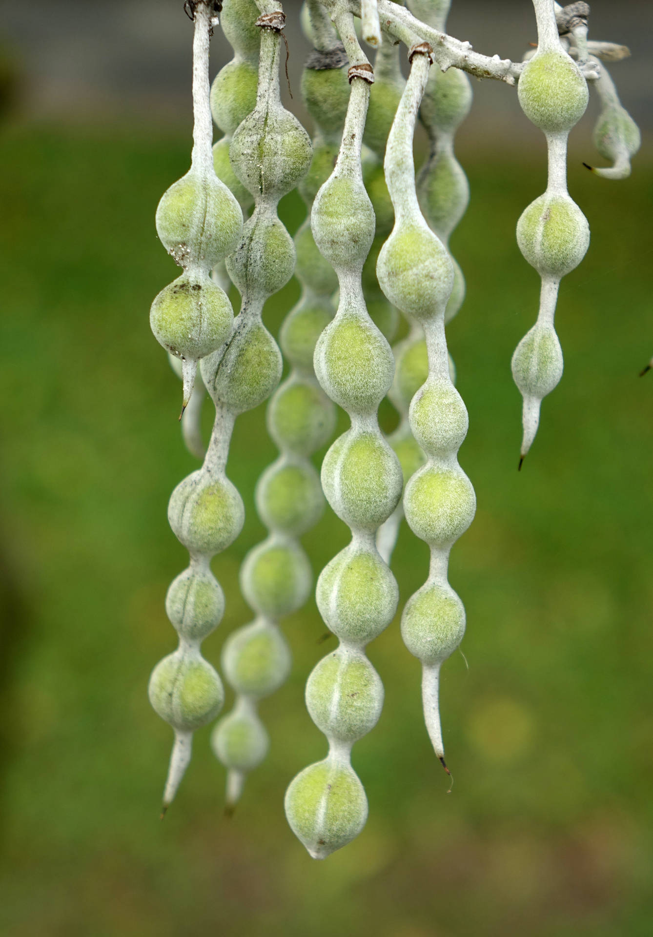 Fenugreek Plant Pods Wallpaper