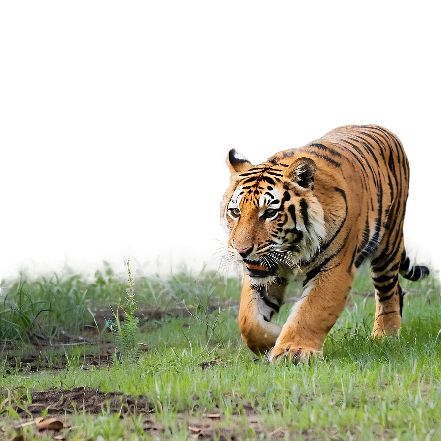 Feral Tiger In Action Png 36 PNG