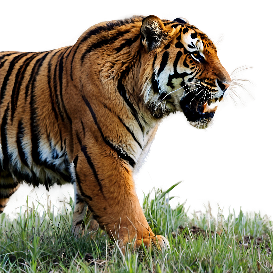 Feral Tiger In Action Png Jjh PNG