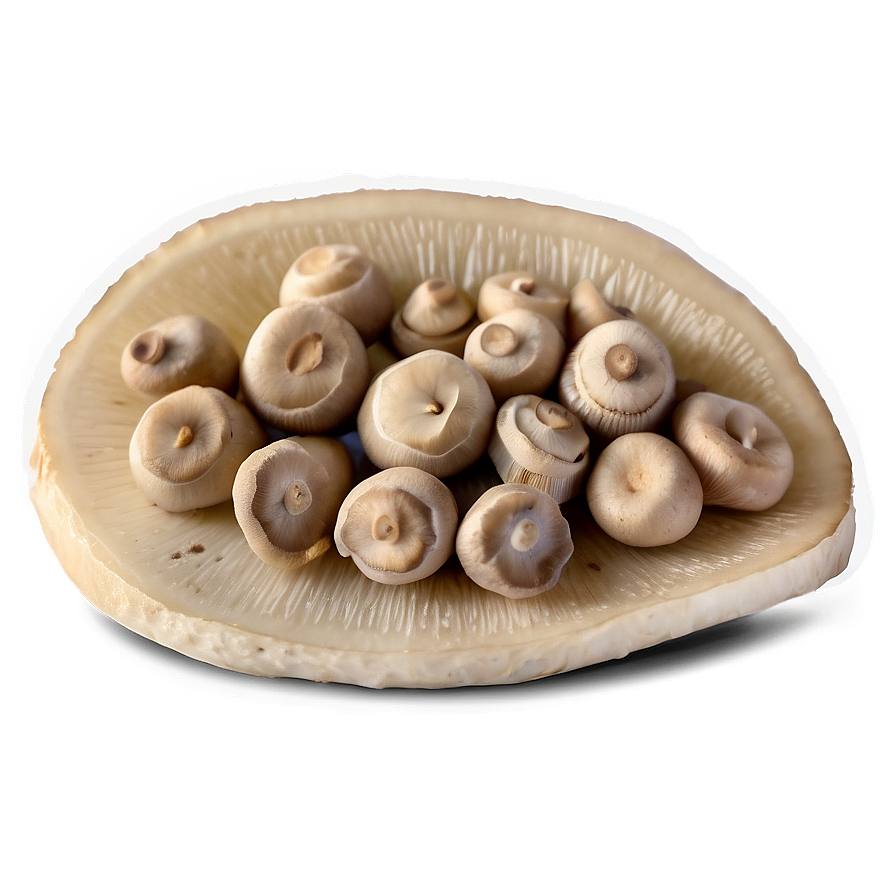 Fermented Mushrooms Png Lmc PNG