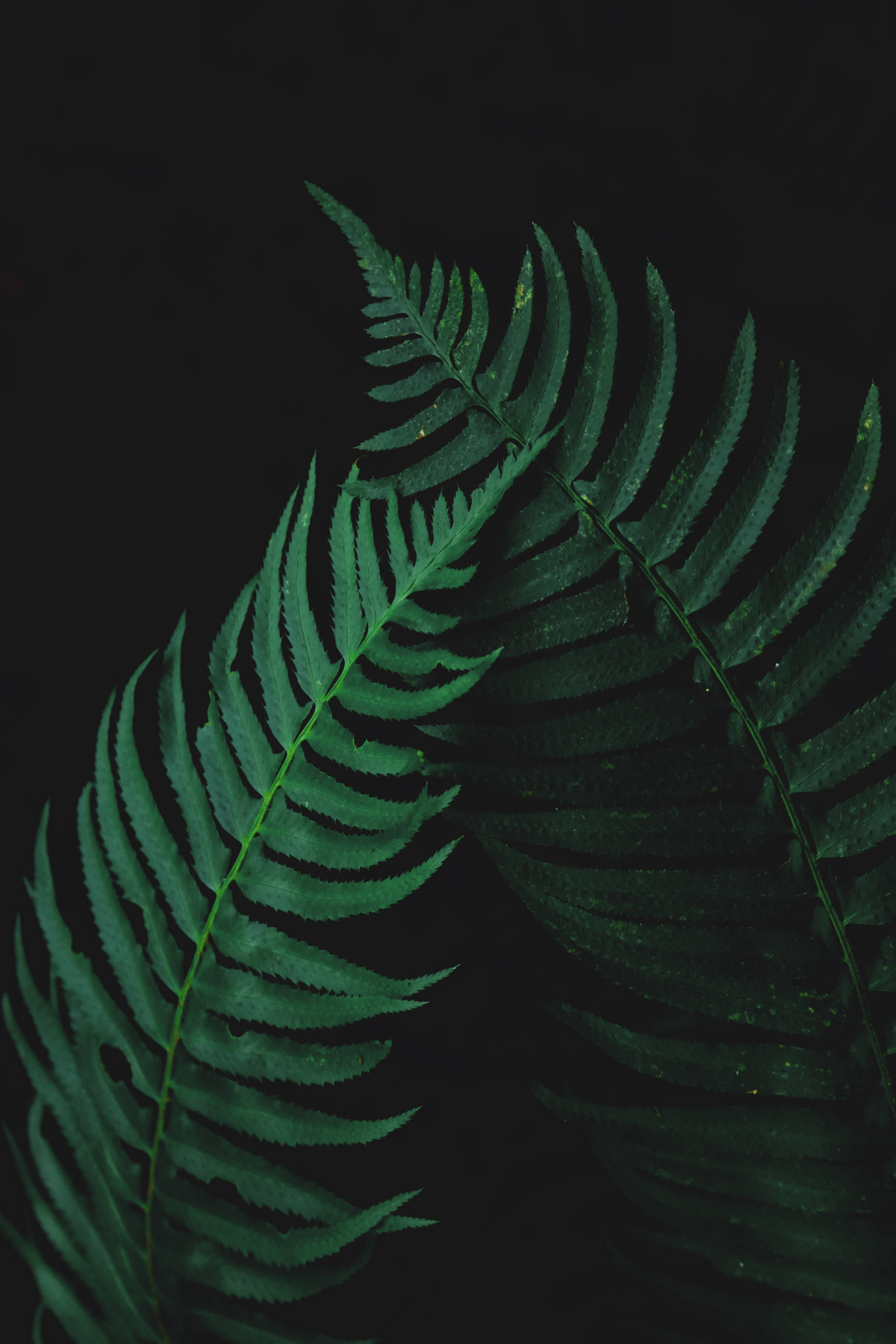 Nature's beauty is accentuated in these vibrant fern leaves. Wallpaper
