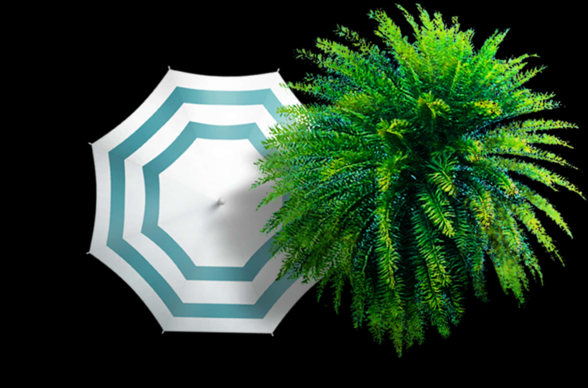 Fern Sheltered By Umbrella PNG