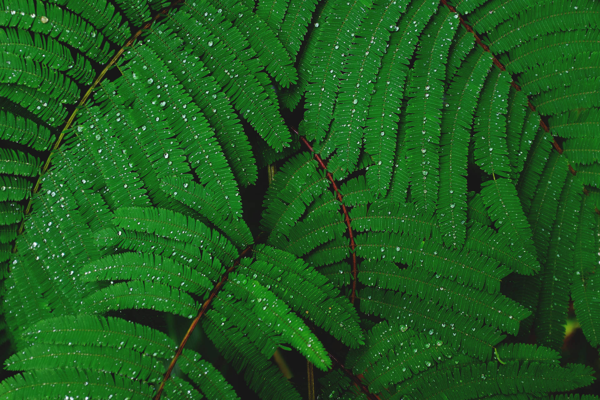 Fern With Water Droplets Plant 4k Background