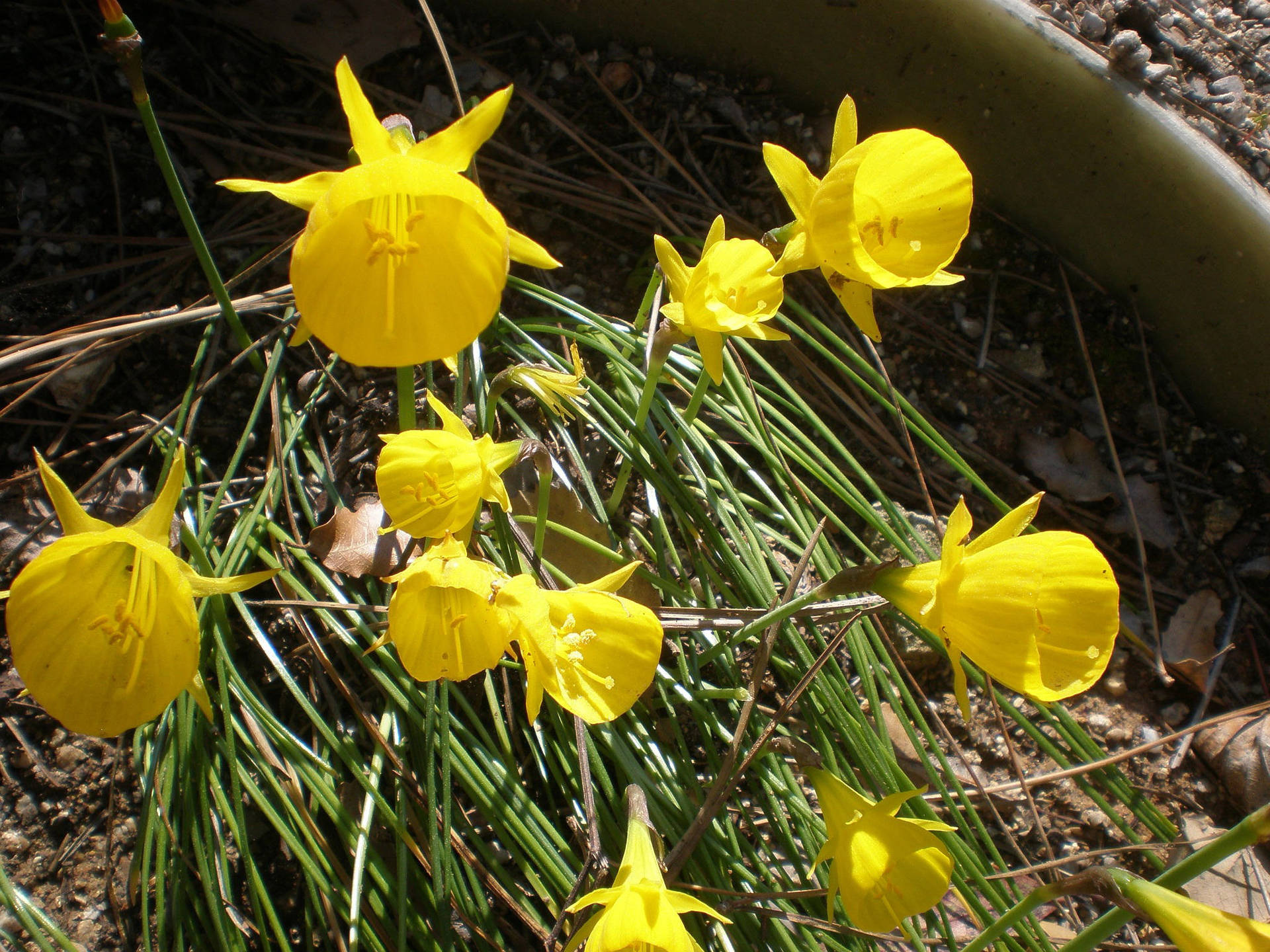 Stunning Blossom of Fernandesii Narcissus Flower Wallpaper