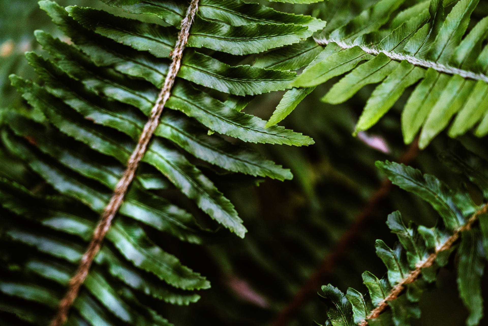 Ferns In Green Nature Wallpaper
