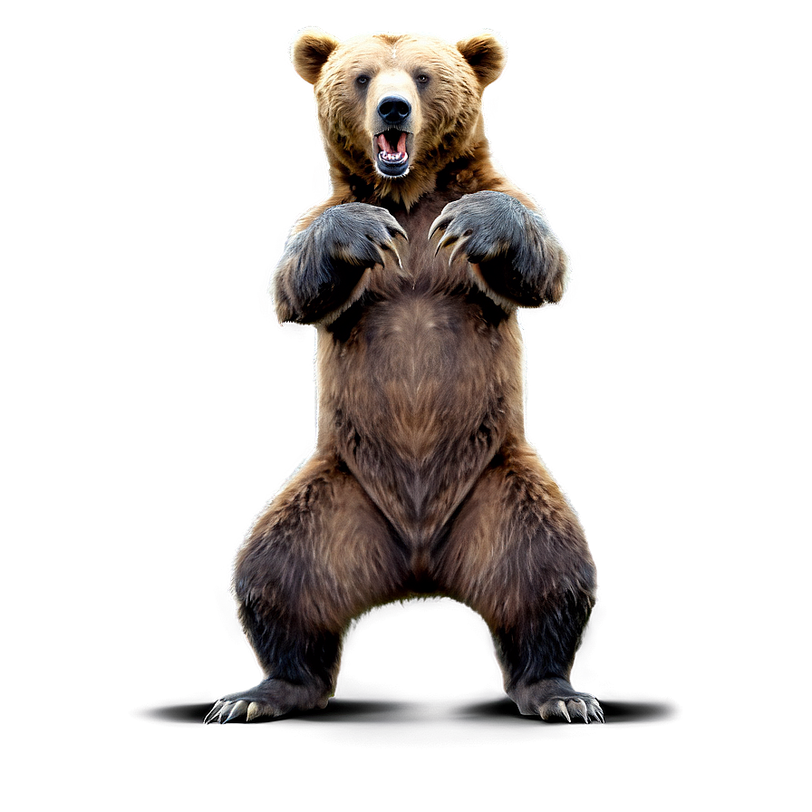 Ferocious Bear Standing Png 06112024 PNG