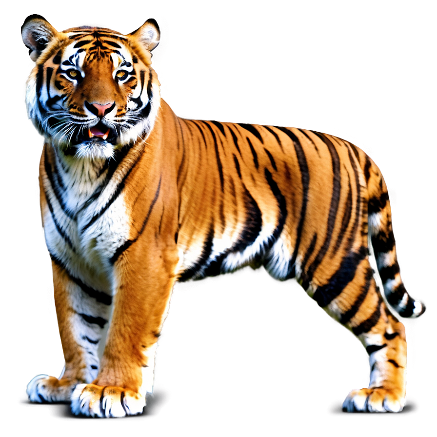 Ferocious Bengal Tiger Png Dts96 PNG