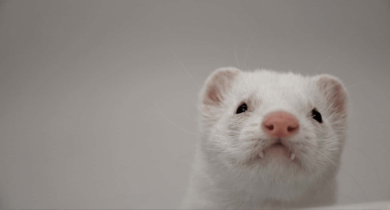 This curious ferret has found something to investigate