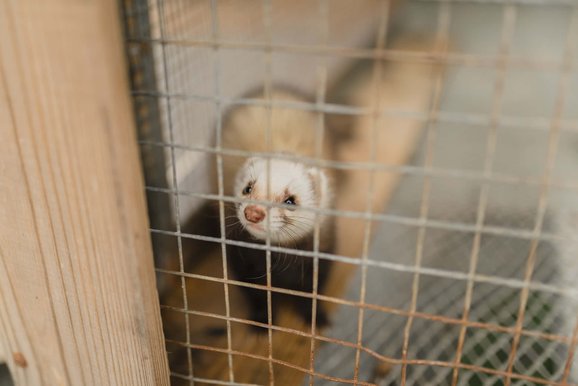 Immagineun Vispo Furetto Che Esplora Il Suo Habitat