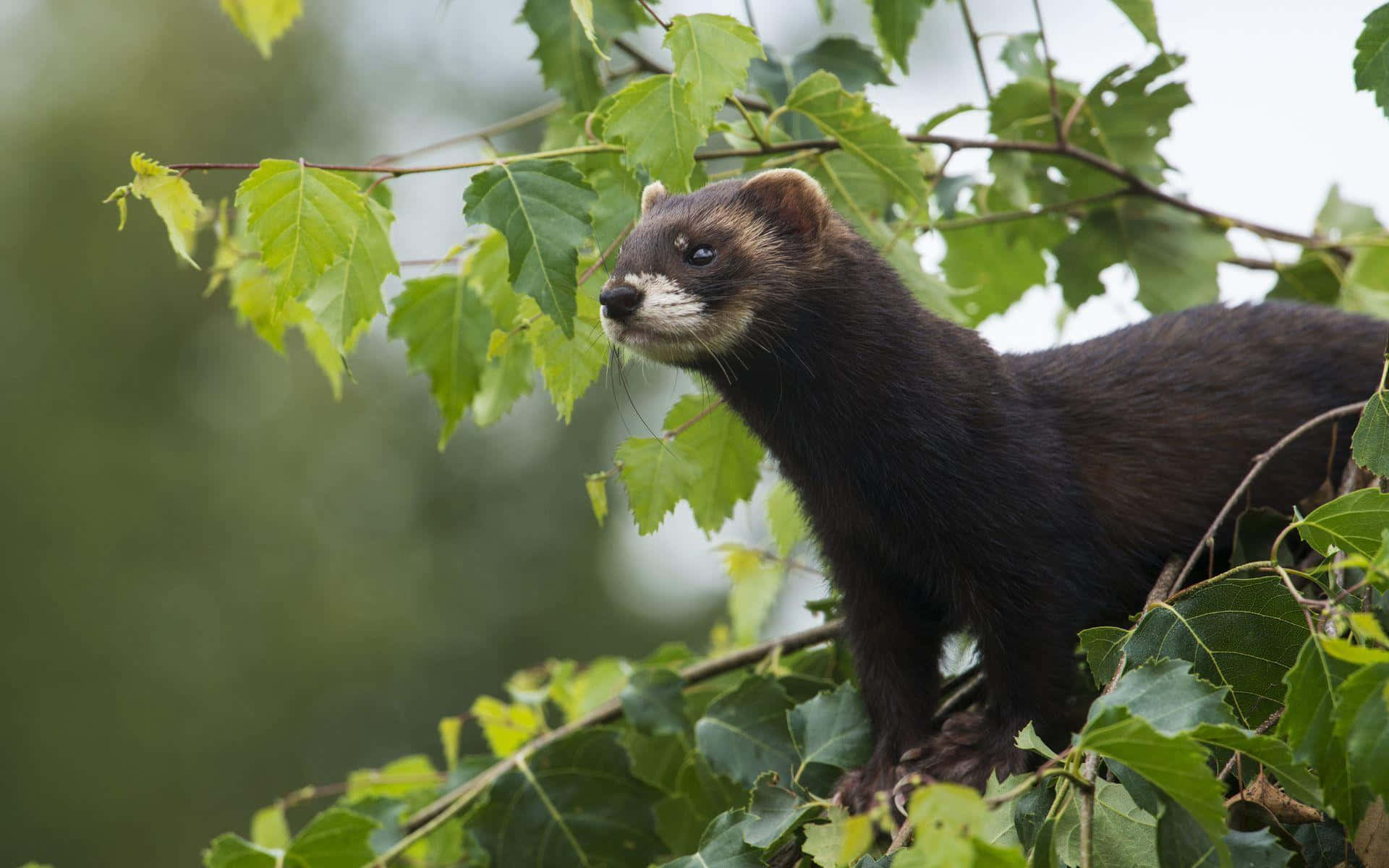 Adorable Ferret with Soft Fur