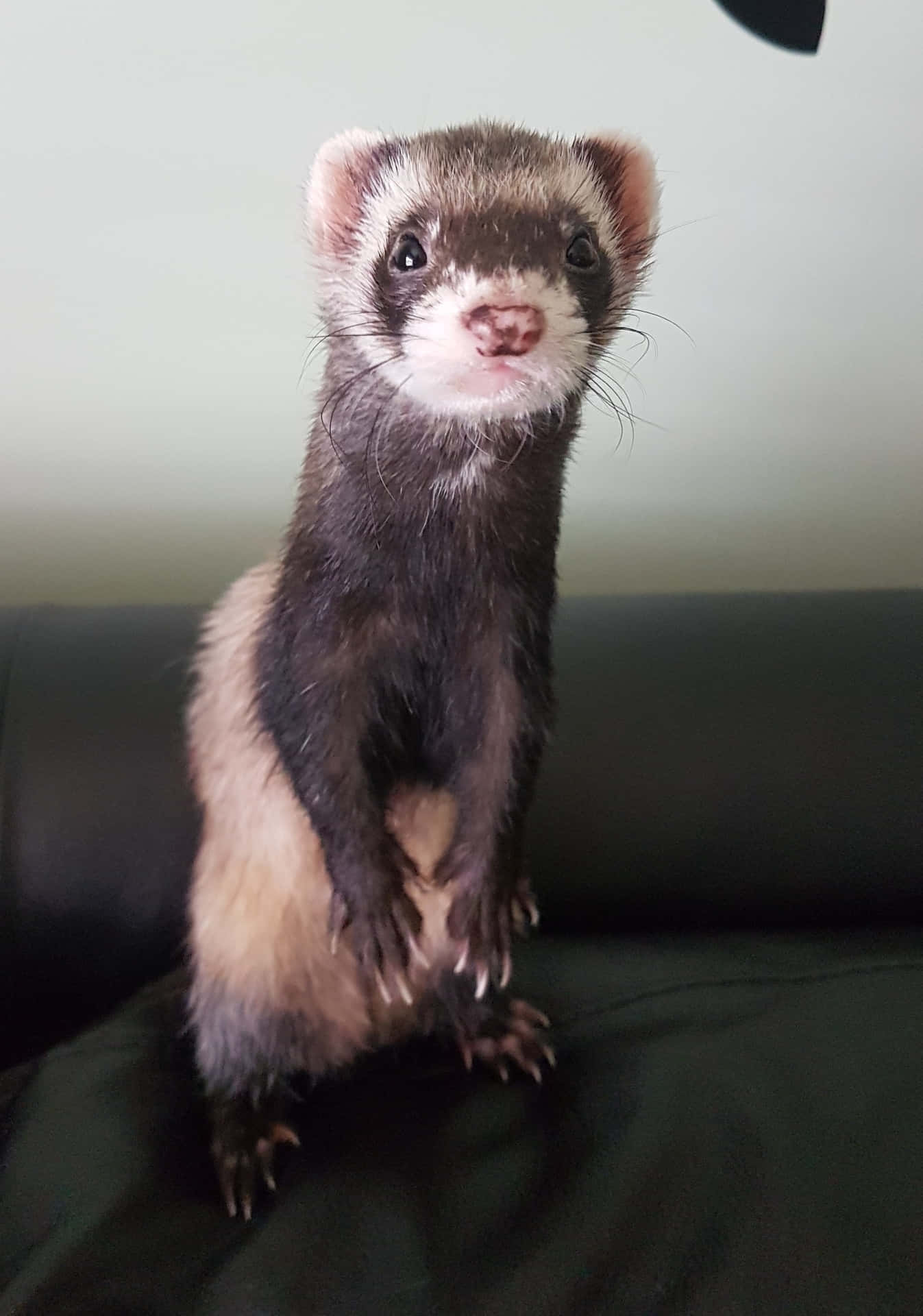 Ferret Sitting On A Black Couch