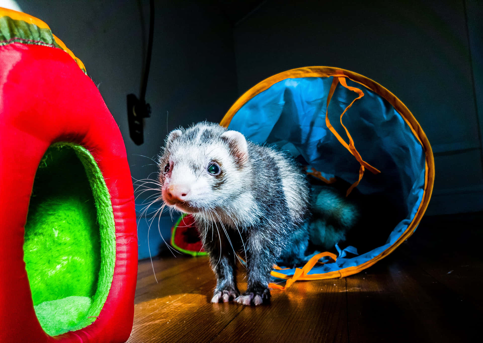 Ferrets are small, active, and intelligent animals.