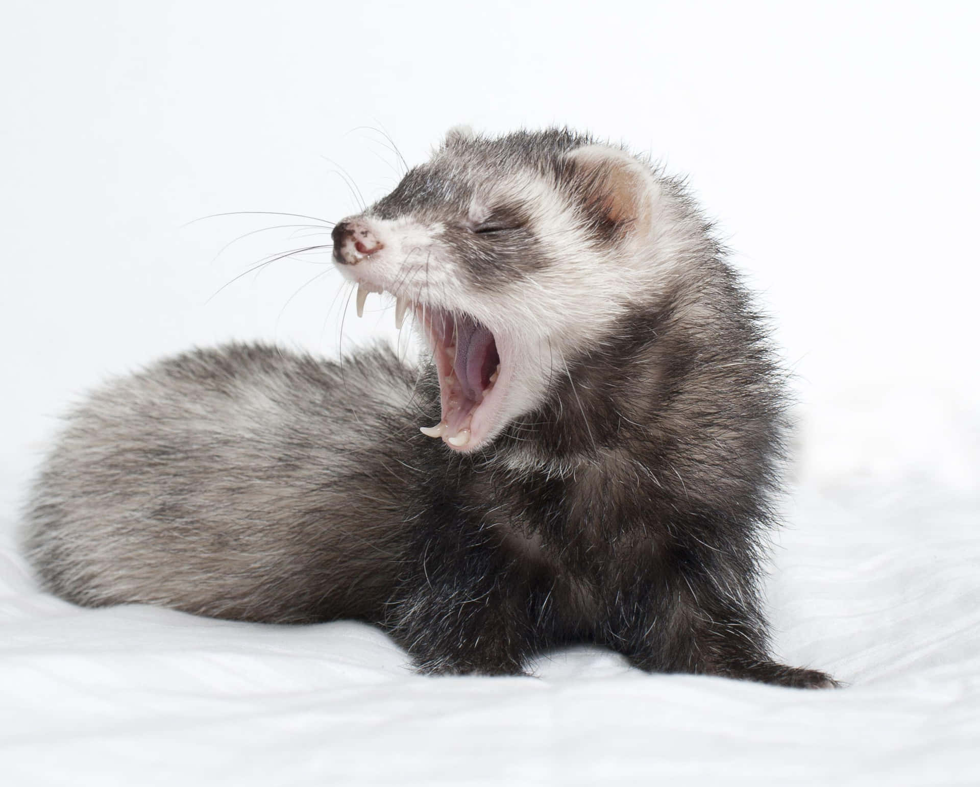 A ferret peeking from a well-decorated winter-inspired background.