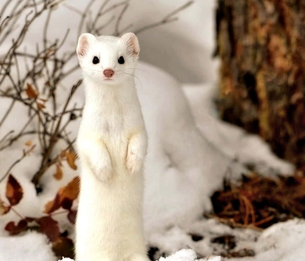 A White Ferret Standing In The Snow