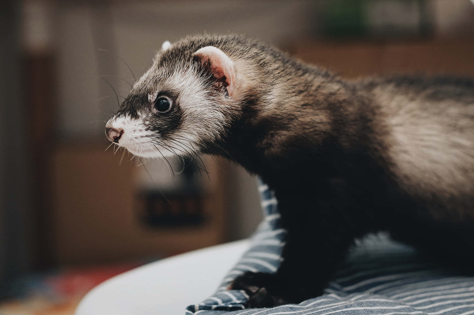 A cute ferret exploring its environment.