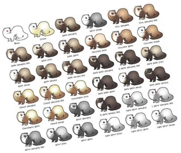 Download Ferret Color Variations Chart | Wallpapers.com