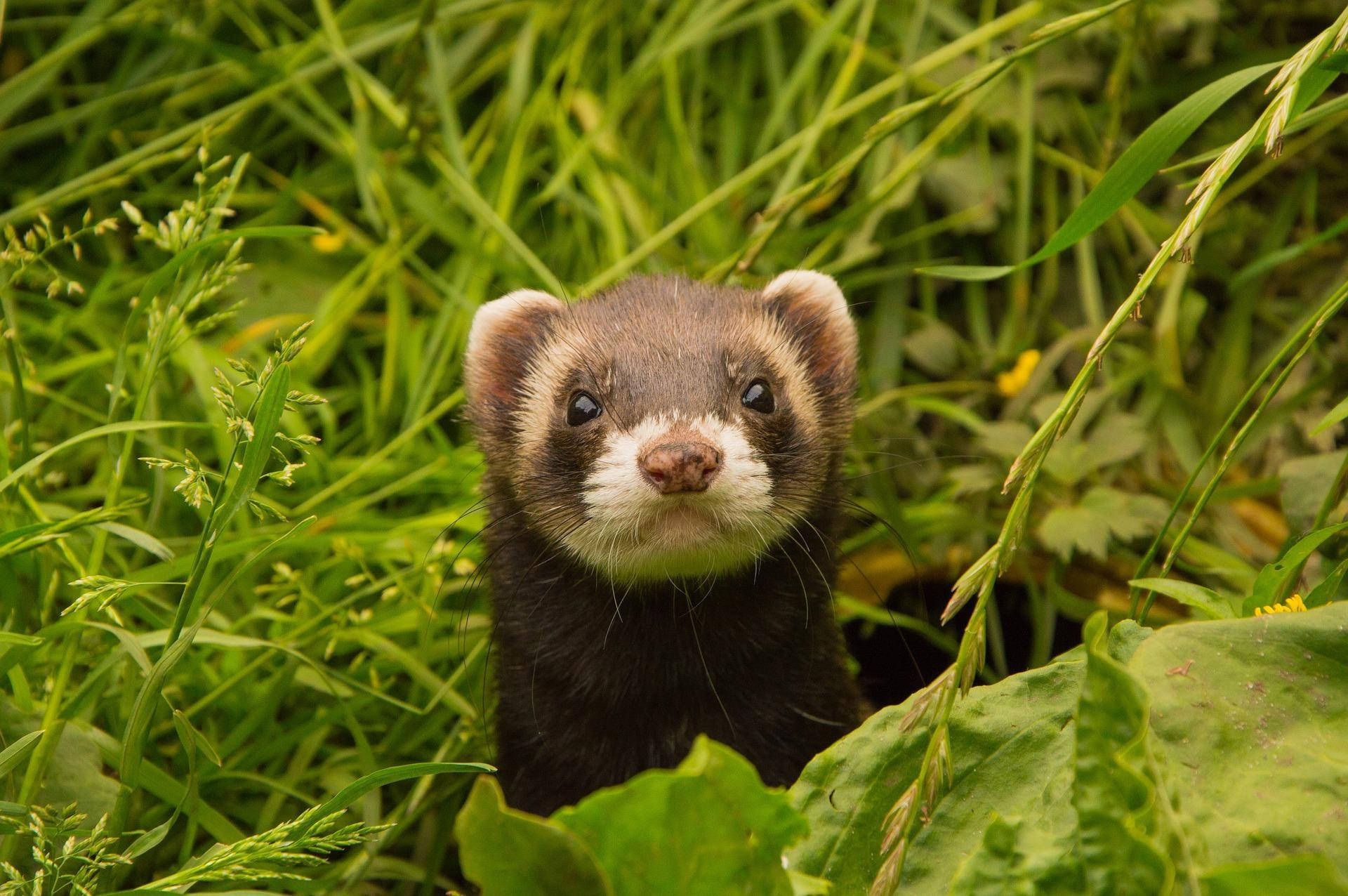 A Curious Ferret in the Green Outdoors Wallpaper