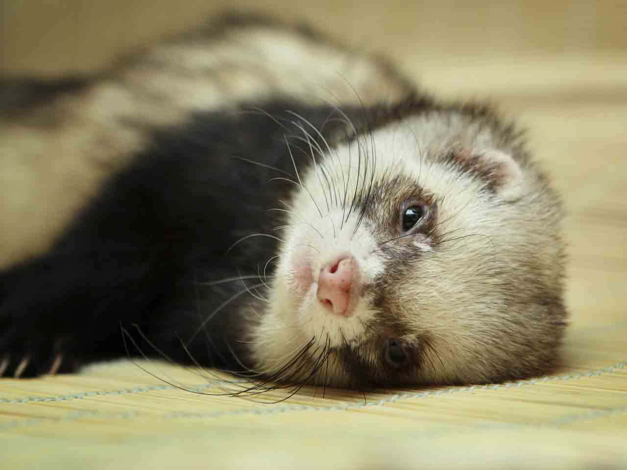 Ferrets are more than just small, cuddly pets - they're athletes at heart