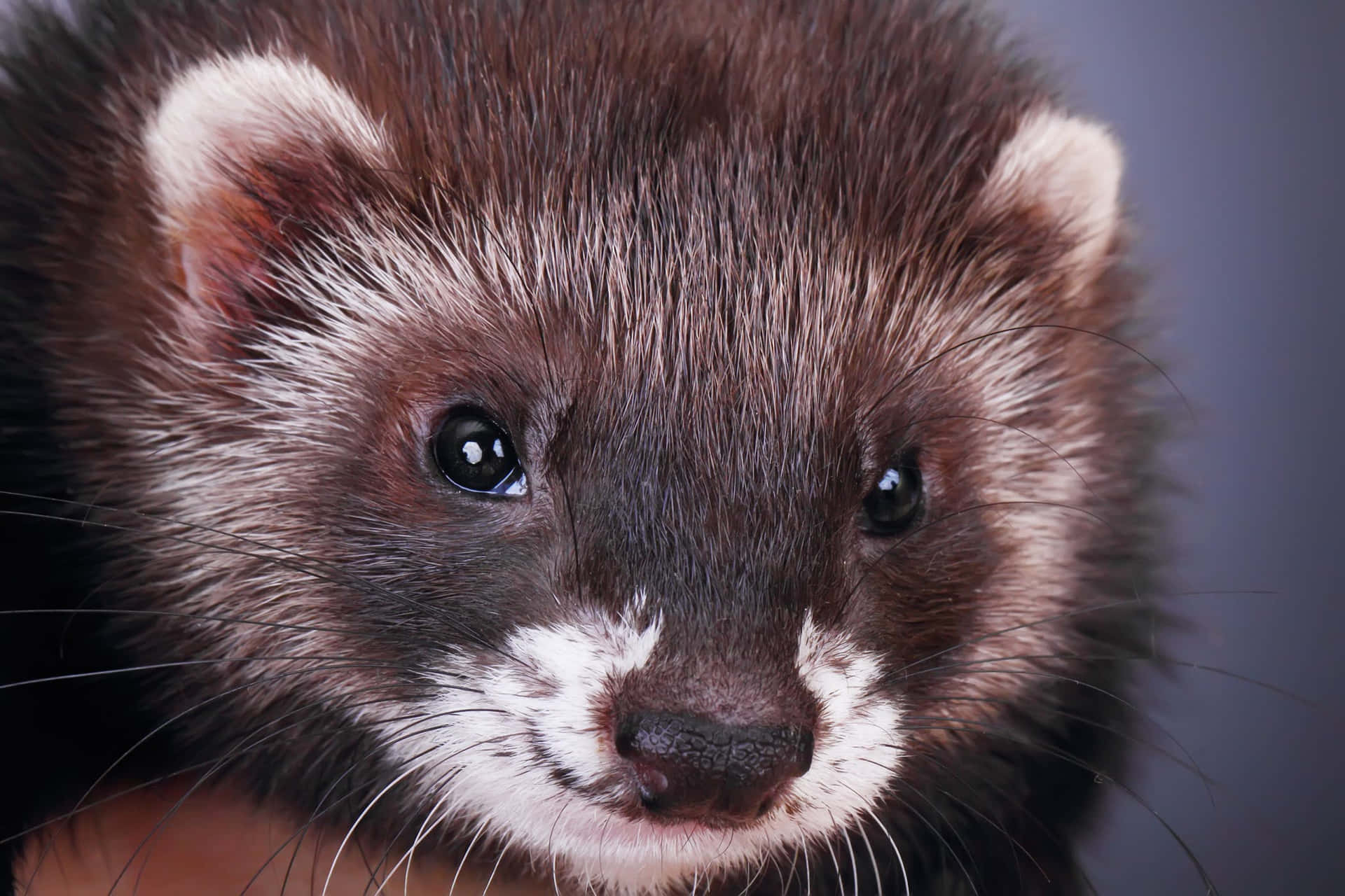 Ferrets Are A Great Pet For People Who Have Allergies