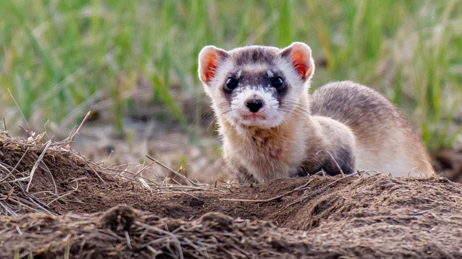 A curious ferret explores its surroundings