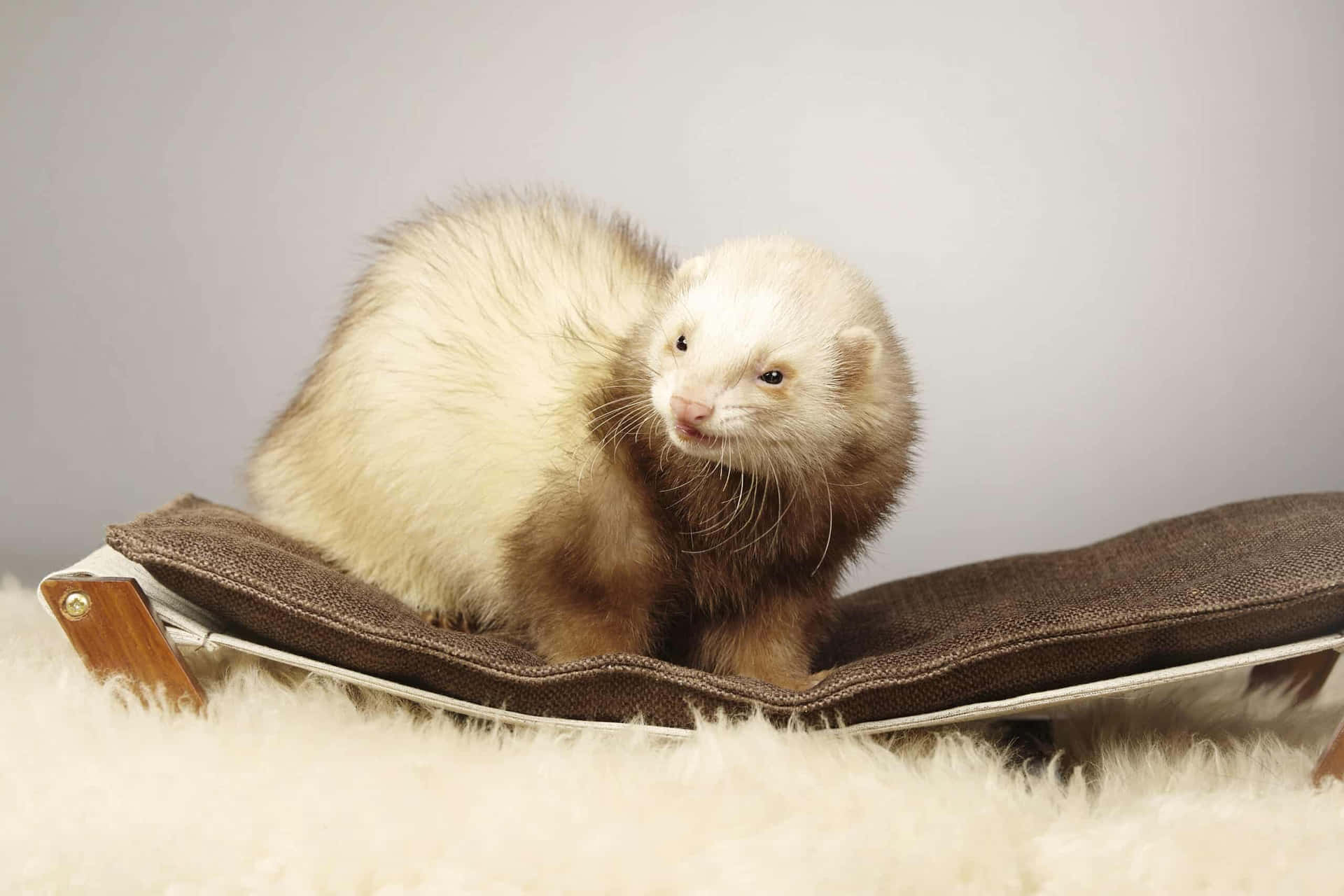 Ferret On A Wooden Chair