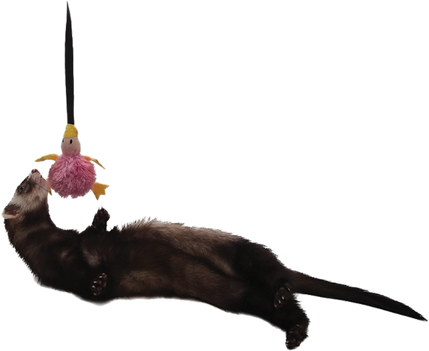 Ferret Playing With Toy PNG