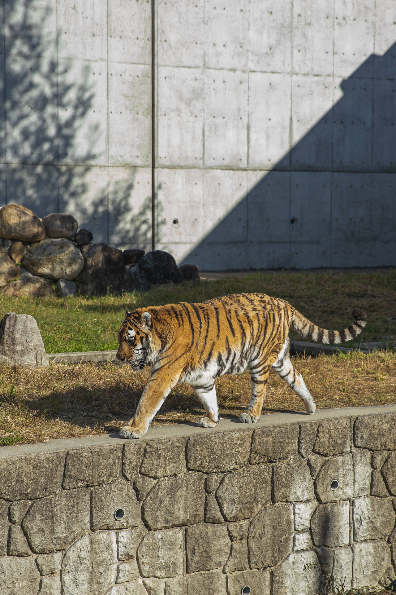 Fervid Zoo Tiger Hd Under Sunlight Wallpaper