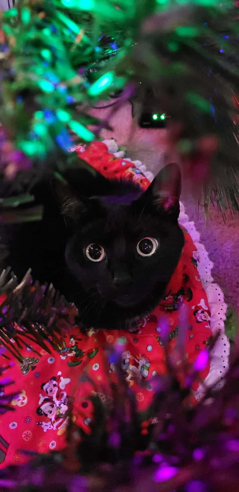 Festive Black Cat Holiday Vibes Wallpaper