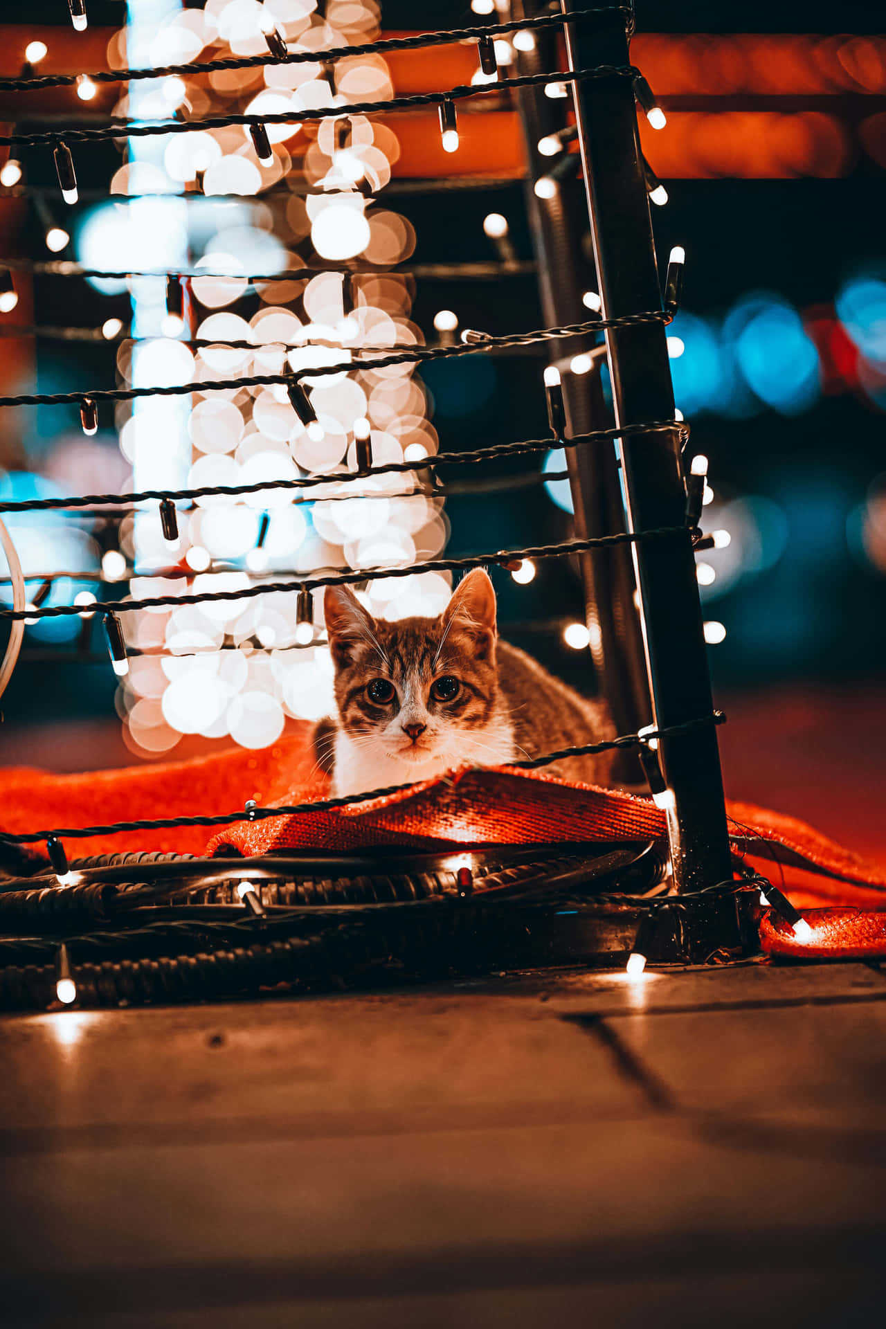Festive Cat Amidst Christmas Lights.jpg Wallpaper