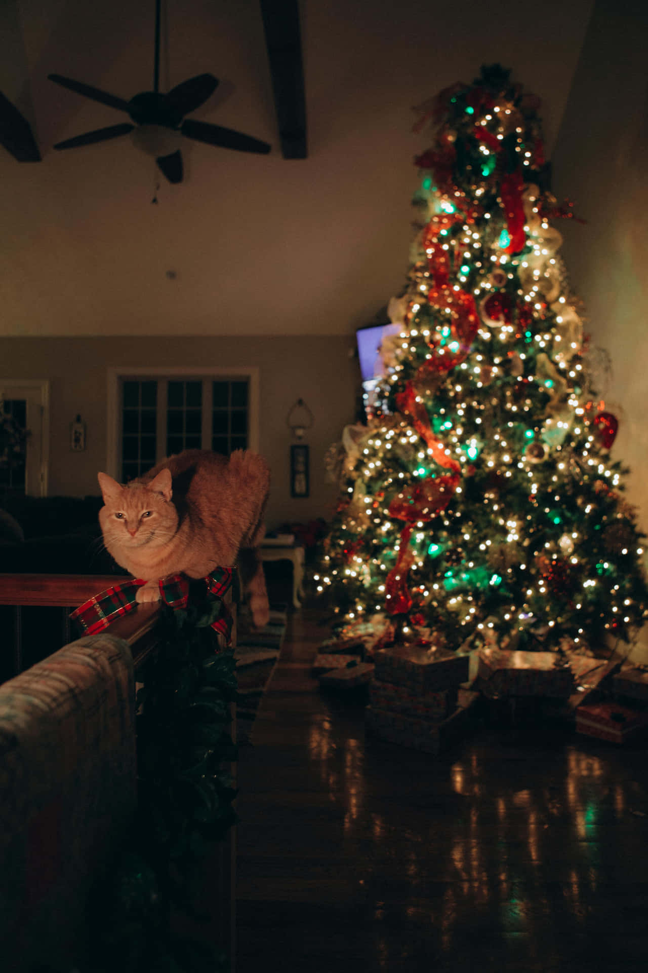 Feestelijke Kat Kerstboom Toezicht Achtergrond