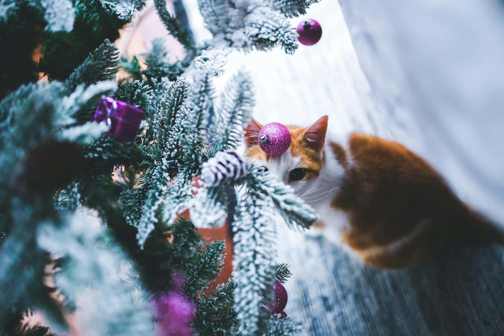 Festive Christmas Cat Peeking Through Tree.jpg Wallpaper