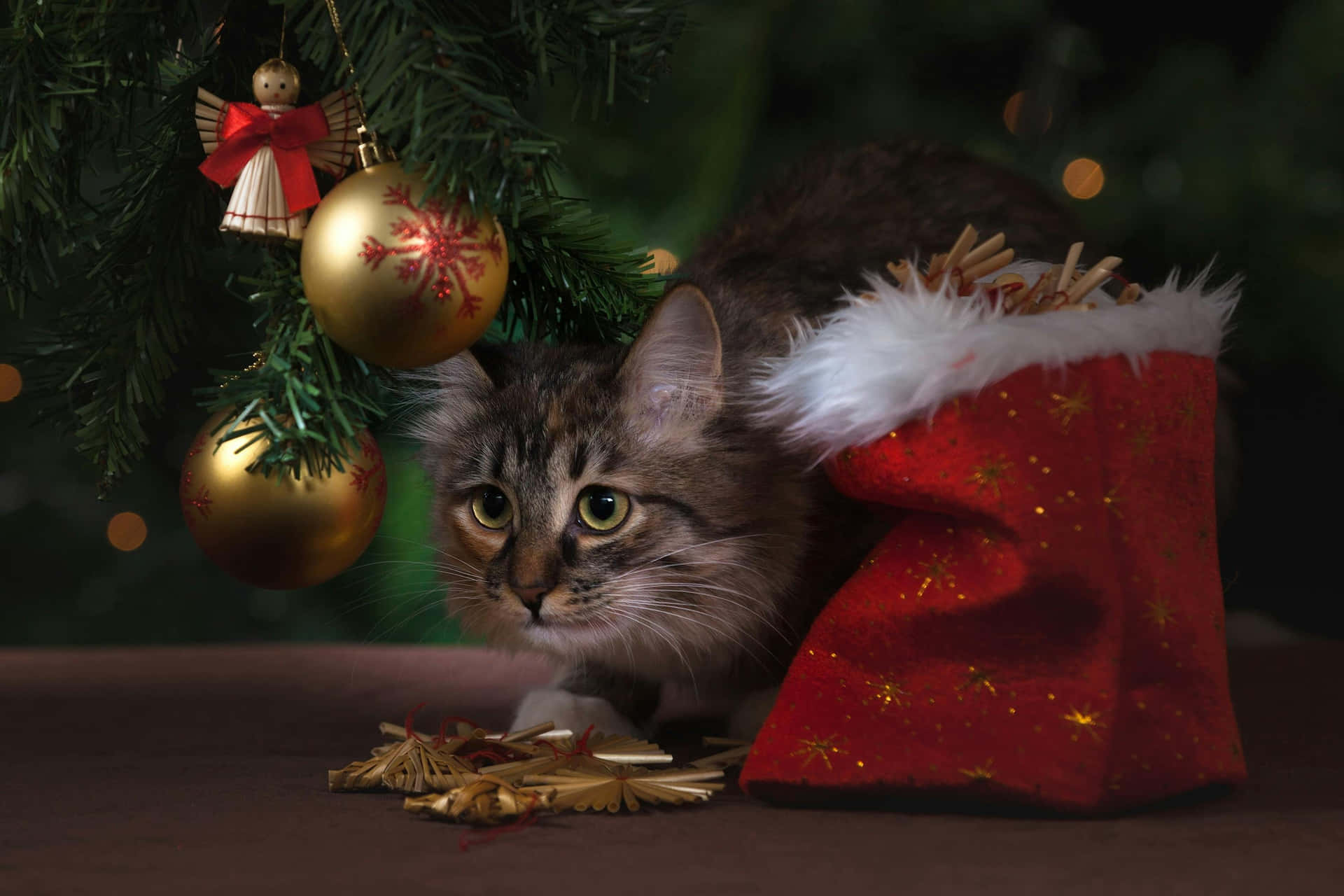Festive Christmas Catwith Decorations Wallpaper