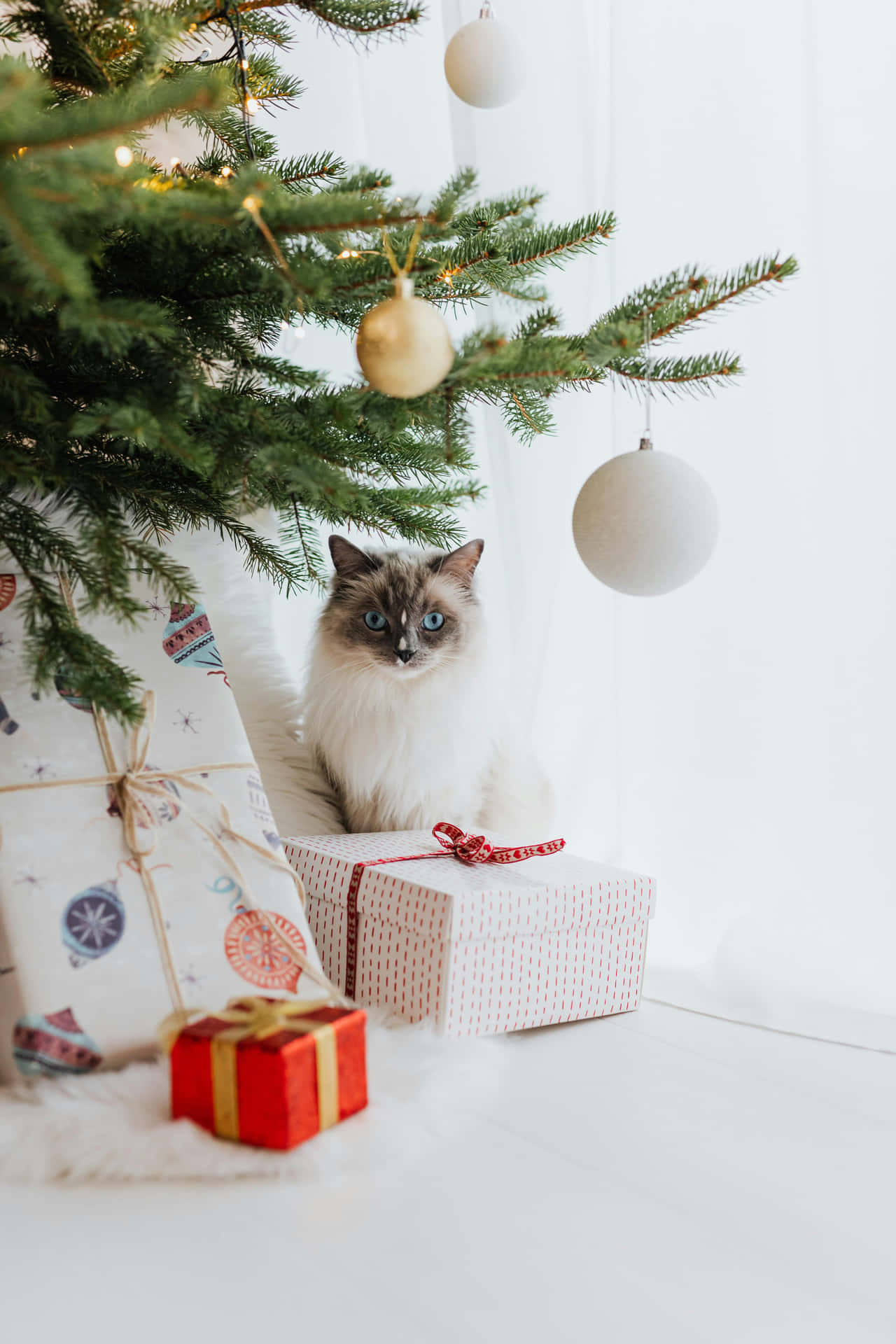 Festive Christmas Catwith Gifts Wallpaper