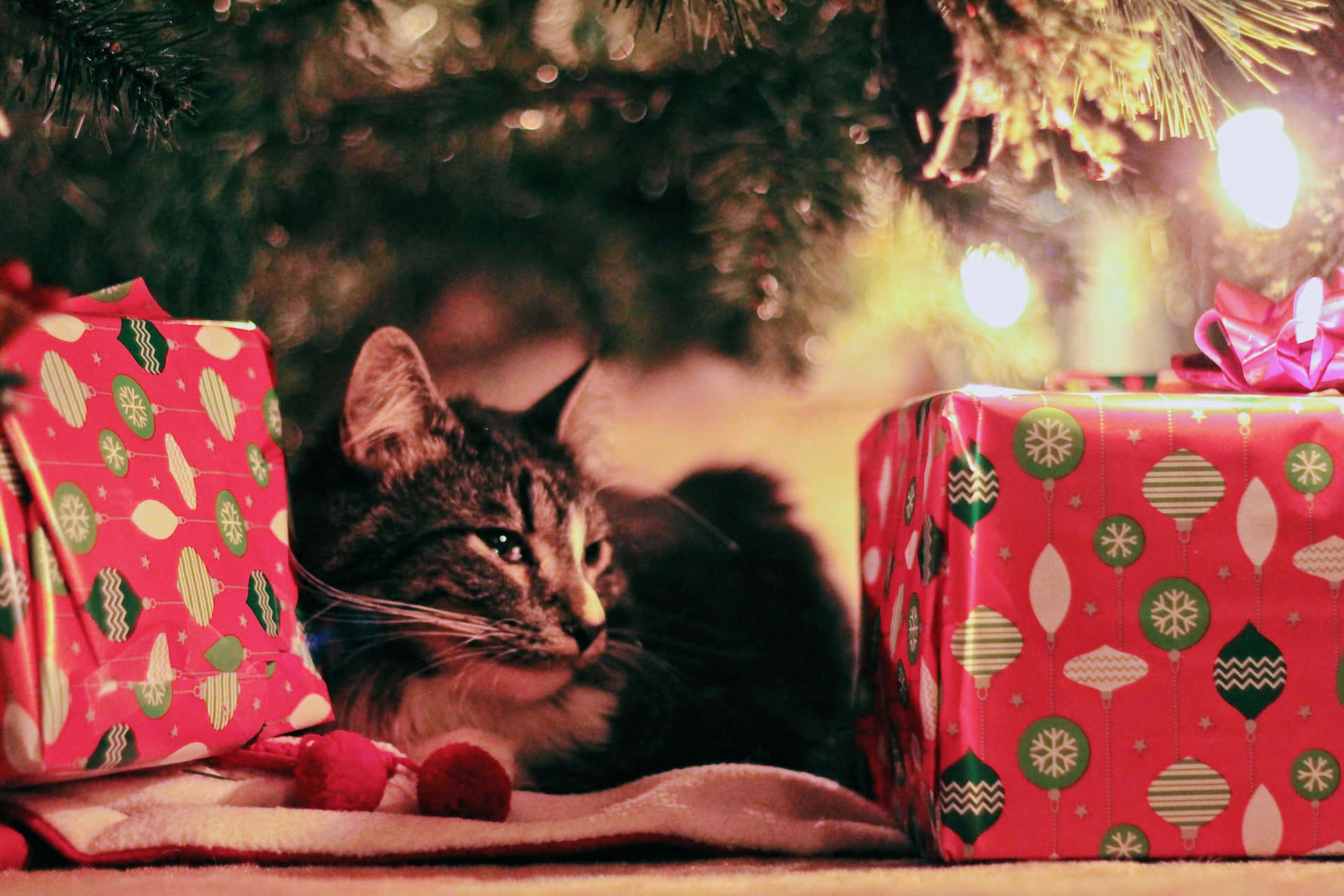 Festive Christmas Catwith Gifts.jpg Wallpaper