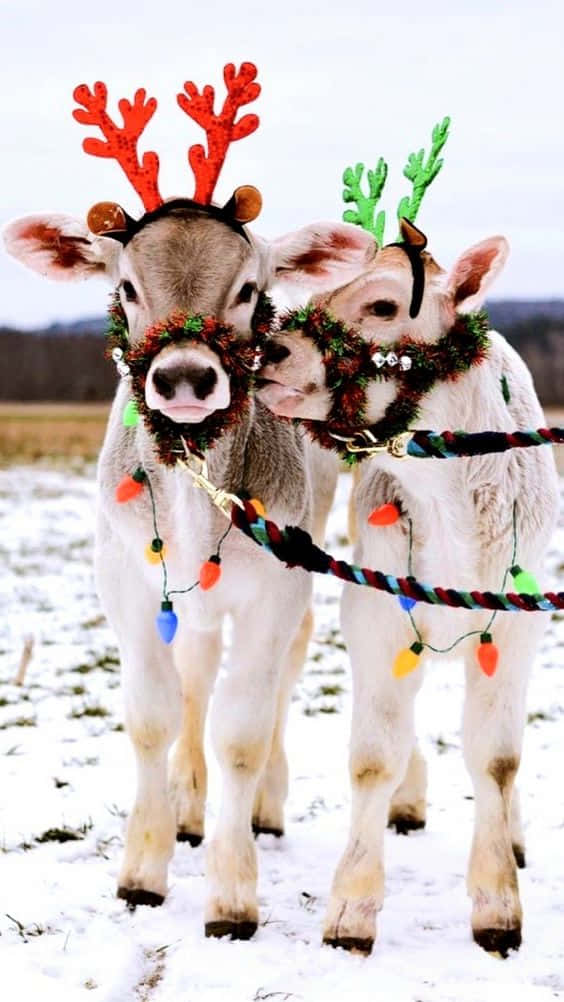 Festive Christmas Cows Wallpaper