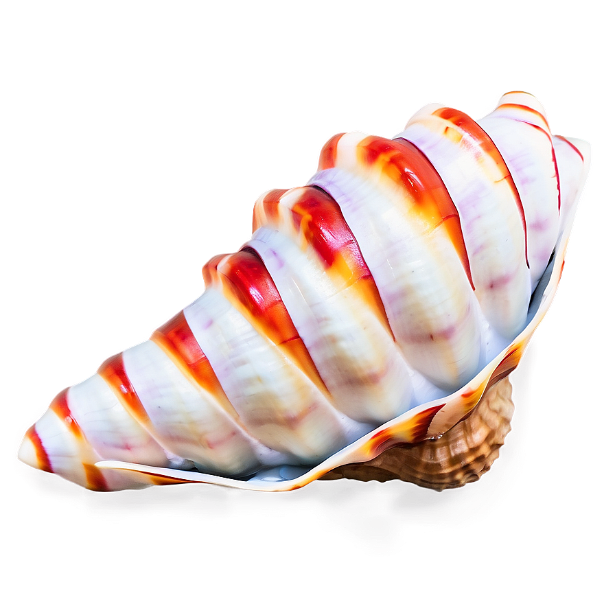 Festive Conch Shell Png Oxr96 PNG