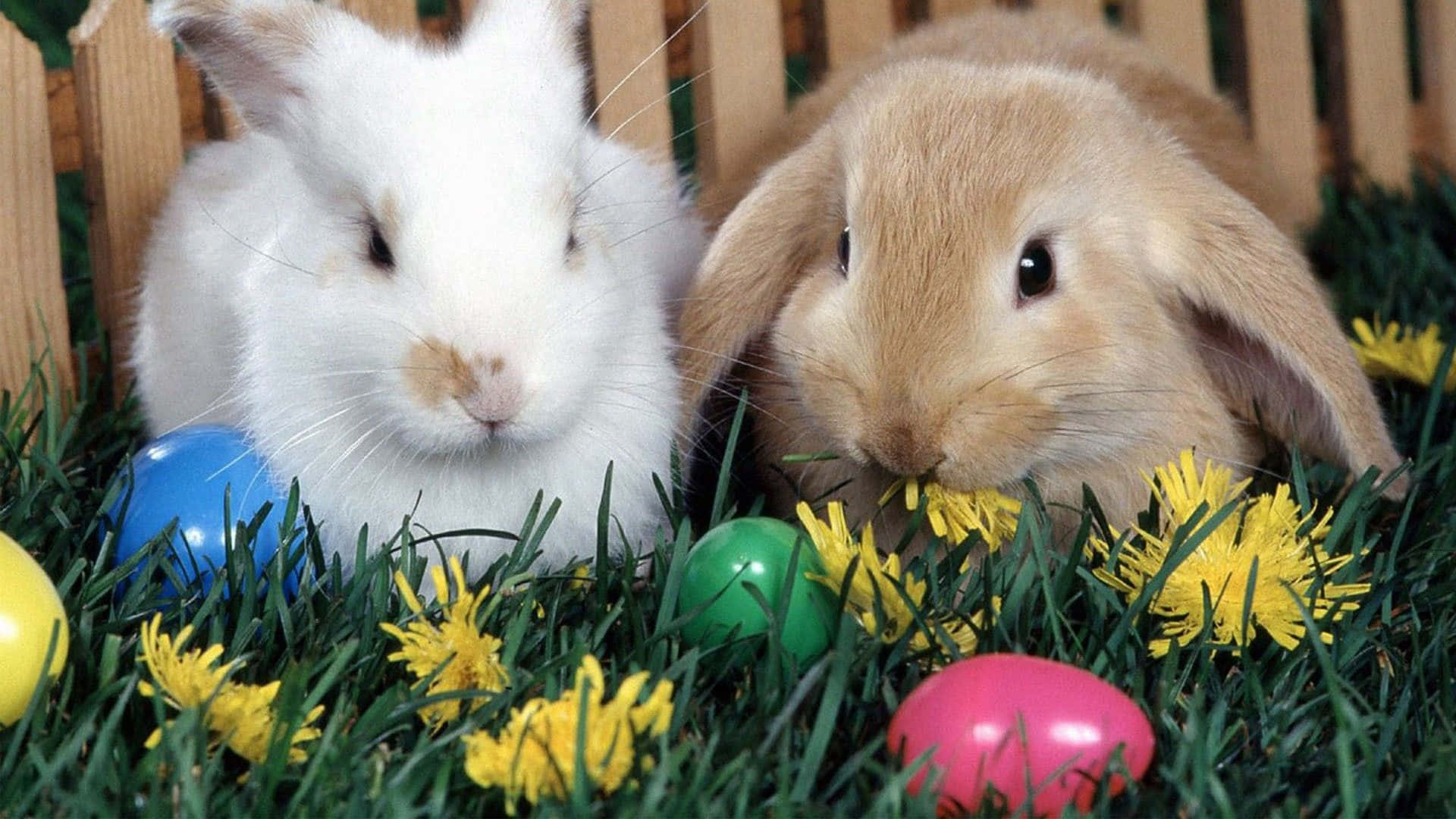 Festive Easter Bunny Amidst Colorful Eggs