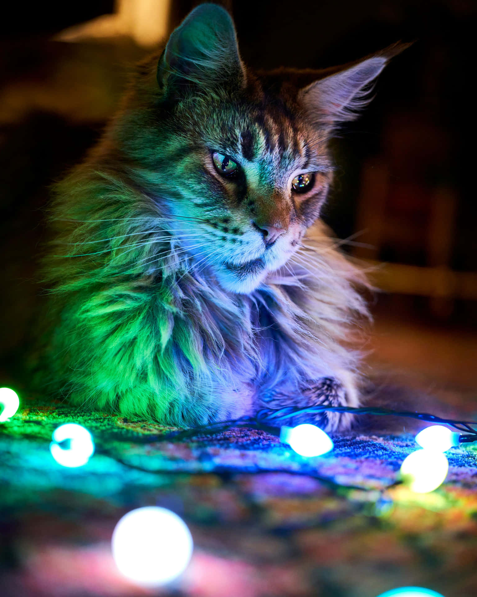 Festive Feline Among Christmas Lights Wallpaper