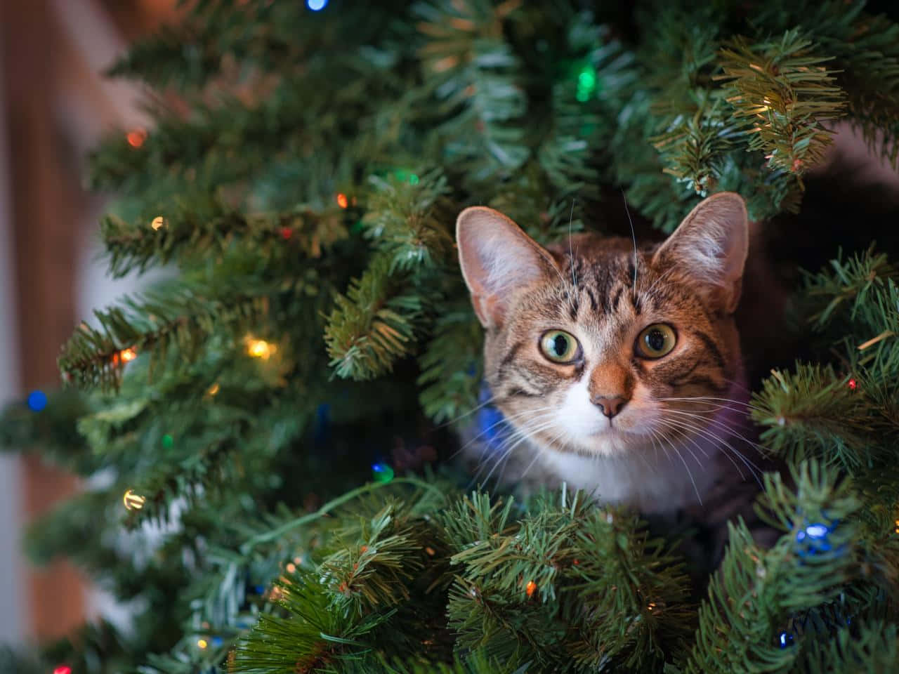 Festive Feline Among Christmas Lights Wallpaper